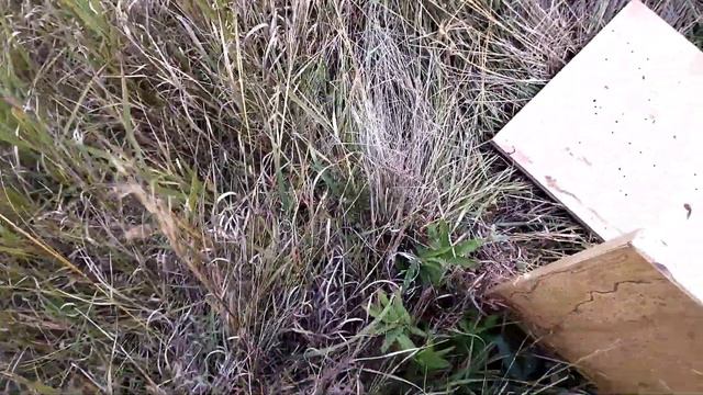 ТЕСТ НА РЕЗКОСТЬ БОЯ патронов 12 калибра,Дробь N3 в сравнении с патронами 410 калибра,Дробь N 3. смотреть онлайн