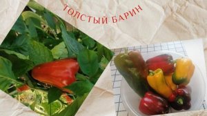 Перец Толстый Барин от Семена Алтая!Урожайные перцы на Северо-Западе!