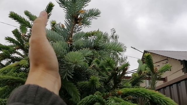 Привитая ветка голубой ели Глаука Глобоза дала новые побеги. Ряд хвойных в зазаборье на даче. Июнь 2