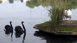 Лебеди,размножение...