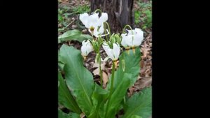 ДОДЕКАТЕОН, или ДРЯКВЕННИК (DODECATHEON) сем. Первоцветные