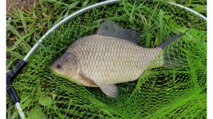 Карась!  Ловля карася.