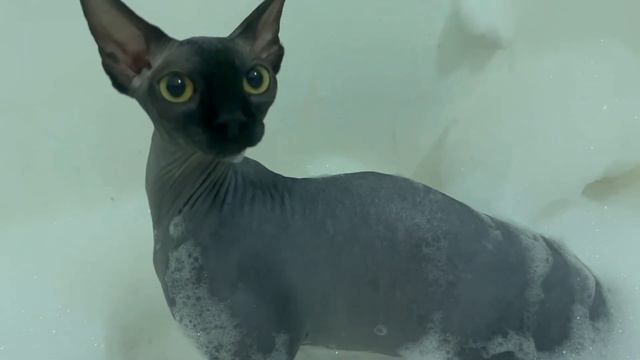 Водные процедуры Сфинкса#сфинксы #канадскийсфинкс #котята #милашки #питомниккошек #кошки#cat