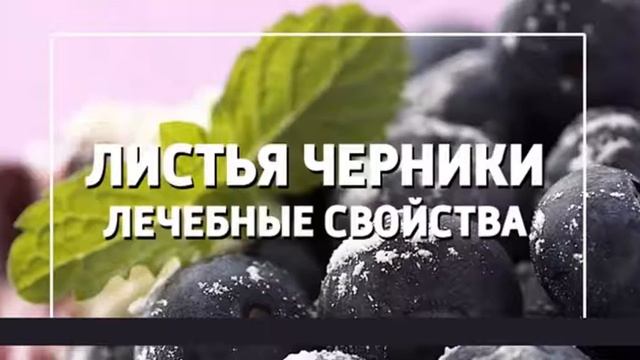 Какие лечебные свойства содержат листья черники смотреть онлайн