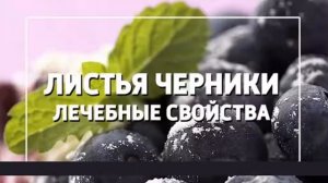 Какие лечебные свойства содержат листья черники