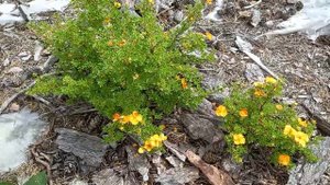 Лапчатка "Тангерине"