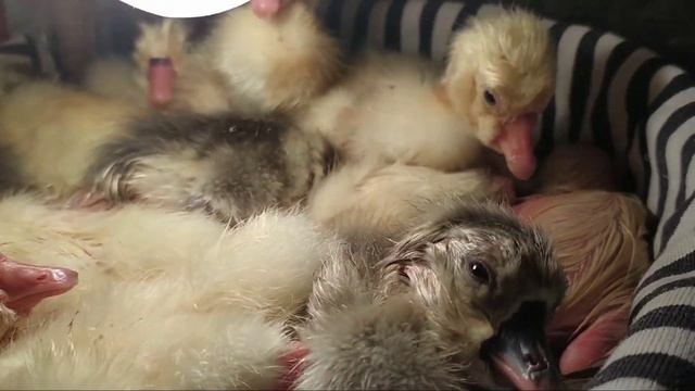 Рожаем!!!! смотреть онлайн