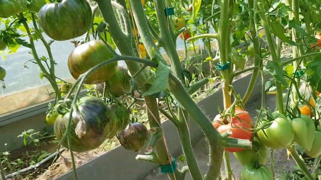 Сорт томата Золотой тигр - зеленый с антоцианом редкий и необычный. 06,08,2023 смотреть онлайн