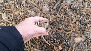 Прогулка в лес за медью! Поиск меди и алюминия под ногами!