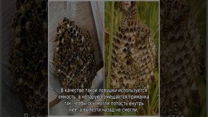 Как избавиться от ос на даче под крышей