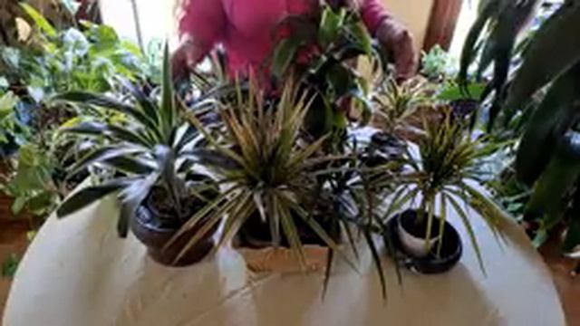 Dracaena Plant Care: What to Know смотреть онлайн