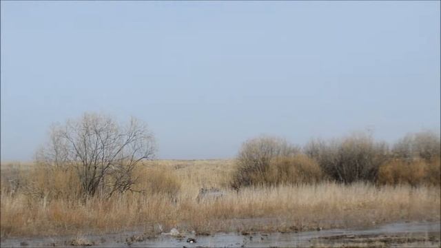 Приплыли