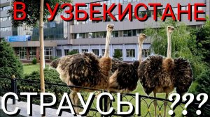 УЗБЕКИСТАН. РАЗВОДЯТ СТРАУСОВ В АЛМАЛЫКЕ? БИЗНЕС И ПОЛЬЗА!