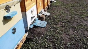 Осенний медонос около пасеки. Взяток в октябре