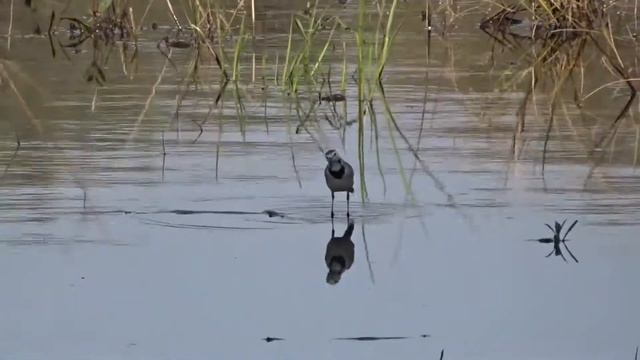 Знакомьтесь: Трясогузка белая  Motacilla alba