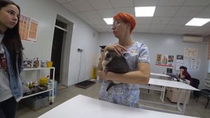 Щенок Хаски первый раз на приеме у ветеринара