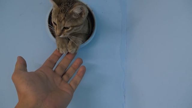 Кот пришел через вентиляцию смотреть онлайн