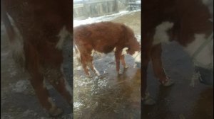 Как сделать намордник для телёнка, что бы не сосала молоко
