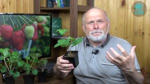 Рассада земляники Близнецы