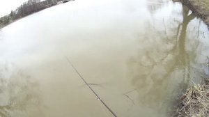 Super Battle! Daiwa Gekkabijin AIR TW vs Shimano Curado BFS