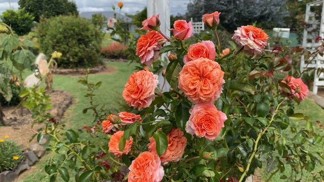 Orangerie Rose 22. David Austin bred смотреть онлайн