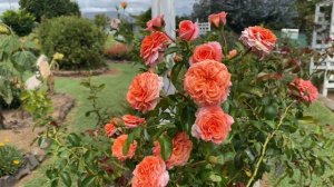 Orangerie Rose 22. David Austin bred