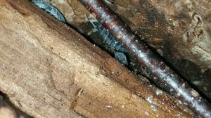 Мокрички Коровки#мокрицы#мокрицытропические#насекомые