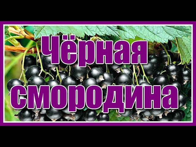 ГУДЗОН - Чёрная смородина (My Music Video)