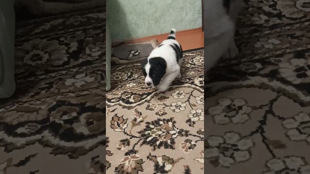 Щенок Алабая, 28 дней, кобель Жануб Ел Ениш Карай. Резерв. ( продан, ждёт доставки домой) смотреть онлайн