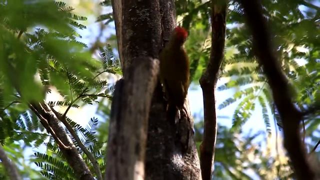 Litle Woodpecker (Veniliornis passerinus) смотреть онлайн