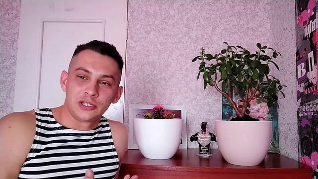 Домашние растения vs Домашние животные / Окружение приятным
