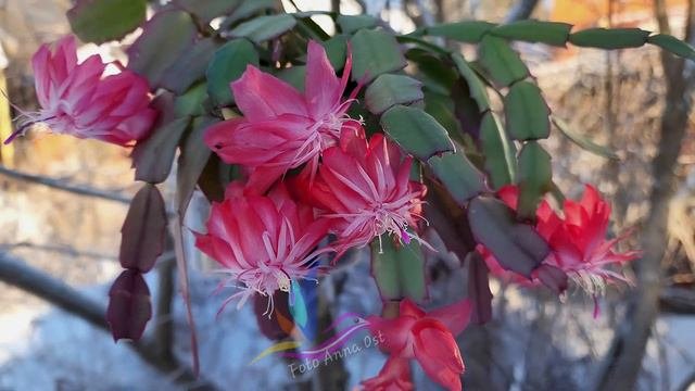 #Шлюмбергера Laranja Dobrada  #schlumbergera #моицветы #герагибис #сортовыерастения #geragibis