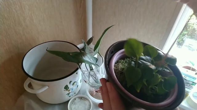 Антуриум Блэк Бьюти*Anthurium Black Beauty*ПУШИСТАЯ ЗАРАЗА! смотреть онлайн