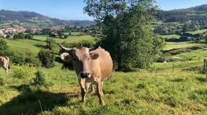 # 208 Деревни Испании Рядом С Городом. Деревни на Севере Испании - Как Живут? Amandi. Villaviciosa