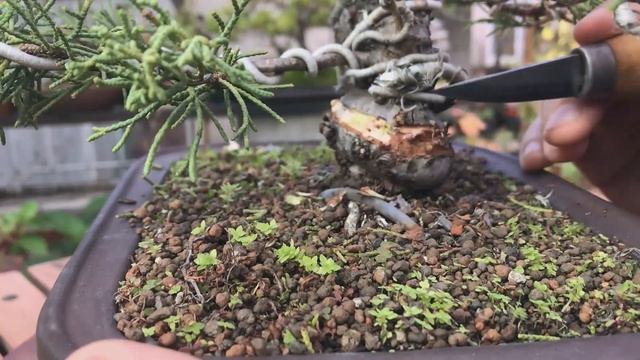 Bonsai de Juniperus pfitzeriana glauca. Creando madera muerta. Primera etapa. смотреть онлайн
