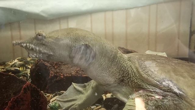 Трионикс это черепаха! смотреть онлайн