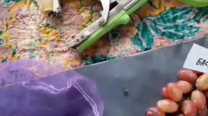 Прививки винограда  года Зоренька, Дынька, Басанти и мой киш-миш . Виноградник Щереденкова.