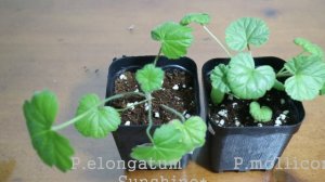 249. Sowing of Scented Pelargonium Seeds from Greece 그리스  제라늄씨앗 파종기