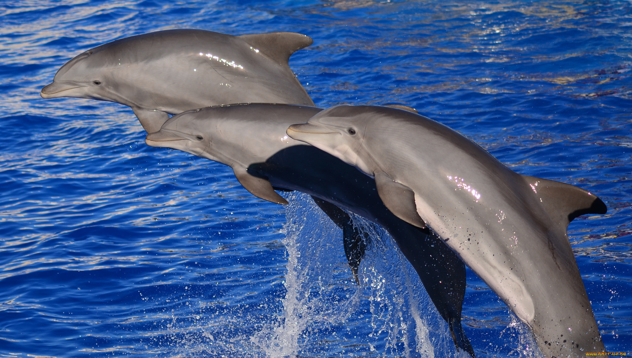 Дельфины живут в море. Черноморская Афалина. Белобочка и Афалина. Дельфин белобочка в черном море. Морские млекопитающие Дельфин.