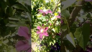 Клематис  сорта Варшавская ночь