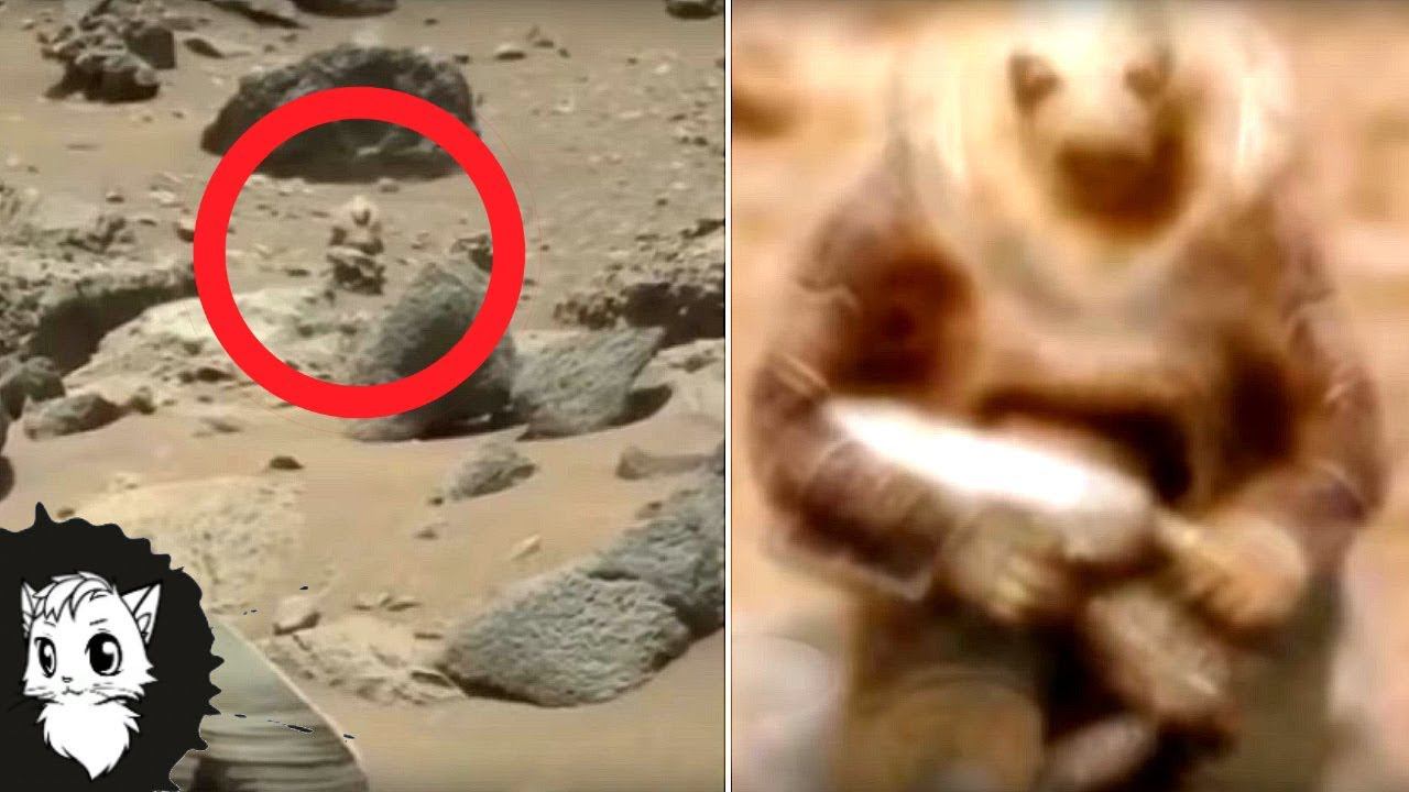 ВЫ НЕ ПОВЕРИТЕ НО НА МАРСЕ ЕСТЬ ЖИВОТНЫЕ [Белый кот] смотреть онлайн