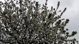 Яблоня. Уход. Посадка. Содержание.