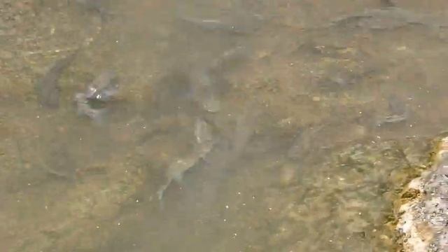 За кусочек халвы смотреть онлайн