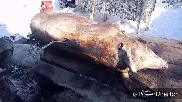 Забой Нюши #забой #разделка поросенка