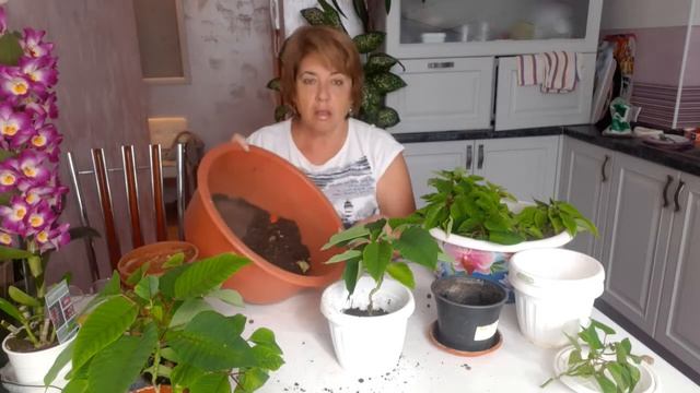 #Пуансеттия возвращаем с покоя. 30 августа. Мои домашние цветы смотреть онлайн