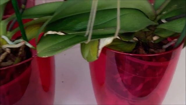 Орхидеям очень ЖАРКО... Сохнут цветы, тургор пропадает. смотреть онлайн