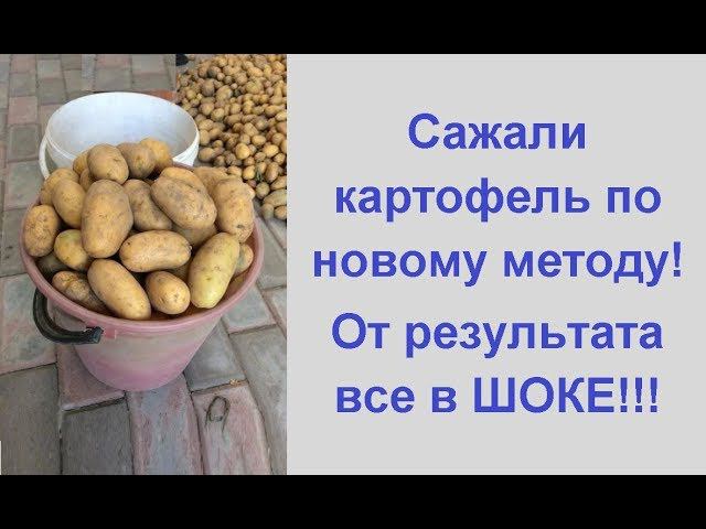 Урожай картофеля с куста выращивание картофеля по новому методу