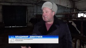 А сколько корова даёт молока?