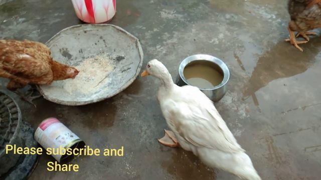 Mottai maadi koli valarpu in tamil /koli and ducks are my pets/ pet in tamil/Tamil/indian nattu kol смотреть онлайн