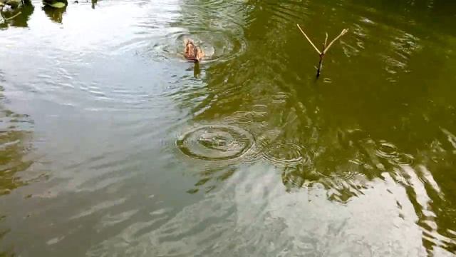 Дикая утка Кряква
